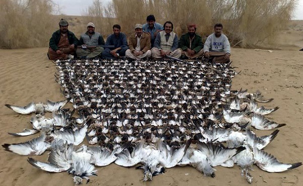 Pakistani Bustard hunt
