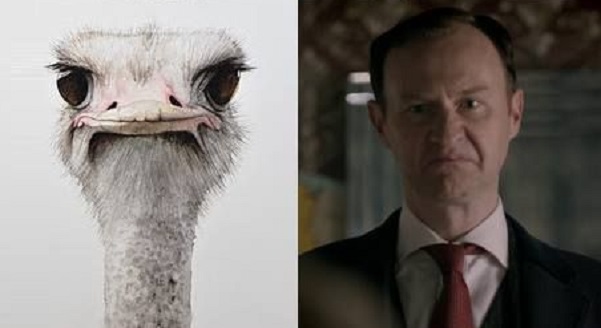 ostrich mycroft