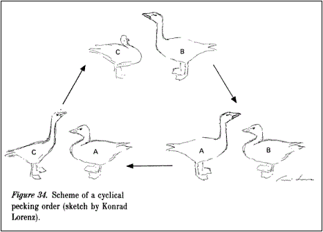 lorenz goose geese gander pecking order from laws of the game