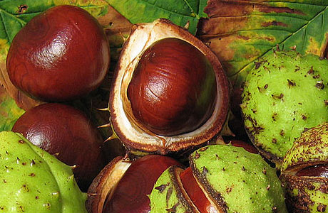 conkers in the wild - bbc