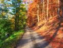 An autumn forest. 50 percent Downloaded