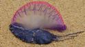 Physalia_physalis