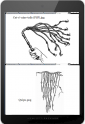 Tablet DQ 600 quipu cat-o'nine-tails 75