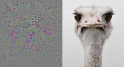 ghost ostrich