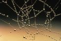 Spider web covered with dew drops