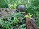 Helmet in garden