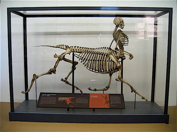 centaur skeleton